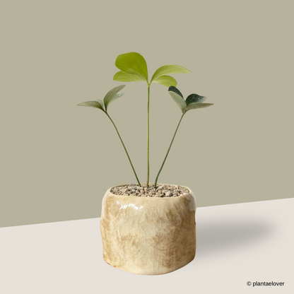 Cardboard Palm in Blanco Pot