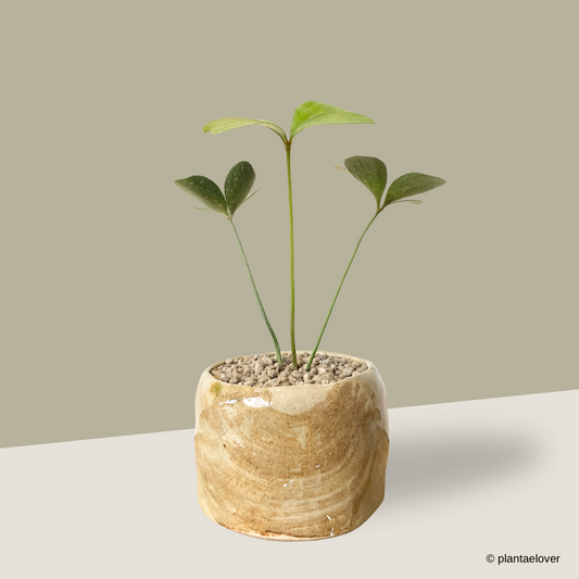 Cardboard Palm in Blanco Pot