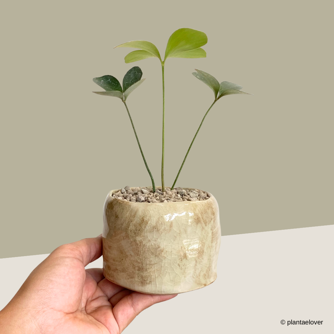 Cardboard Palm in Blanco Pot