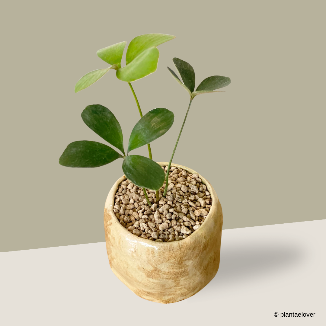 Cardboard Palm in Blanco Pot