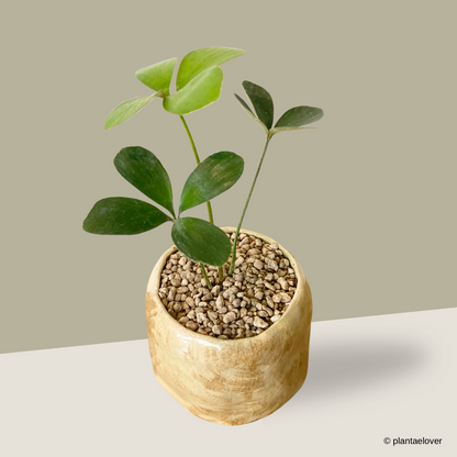 Cardboard Palm in Blanco Pot