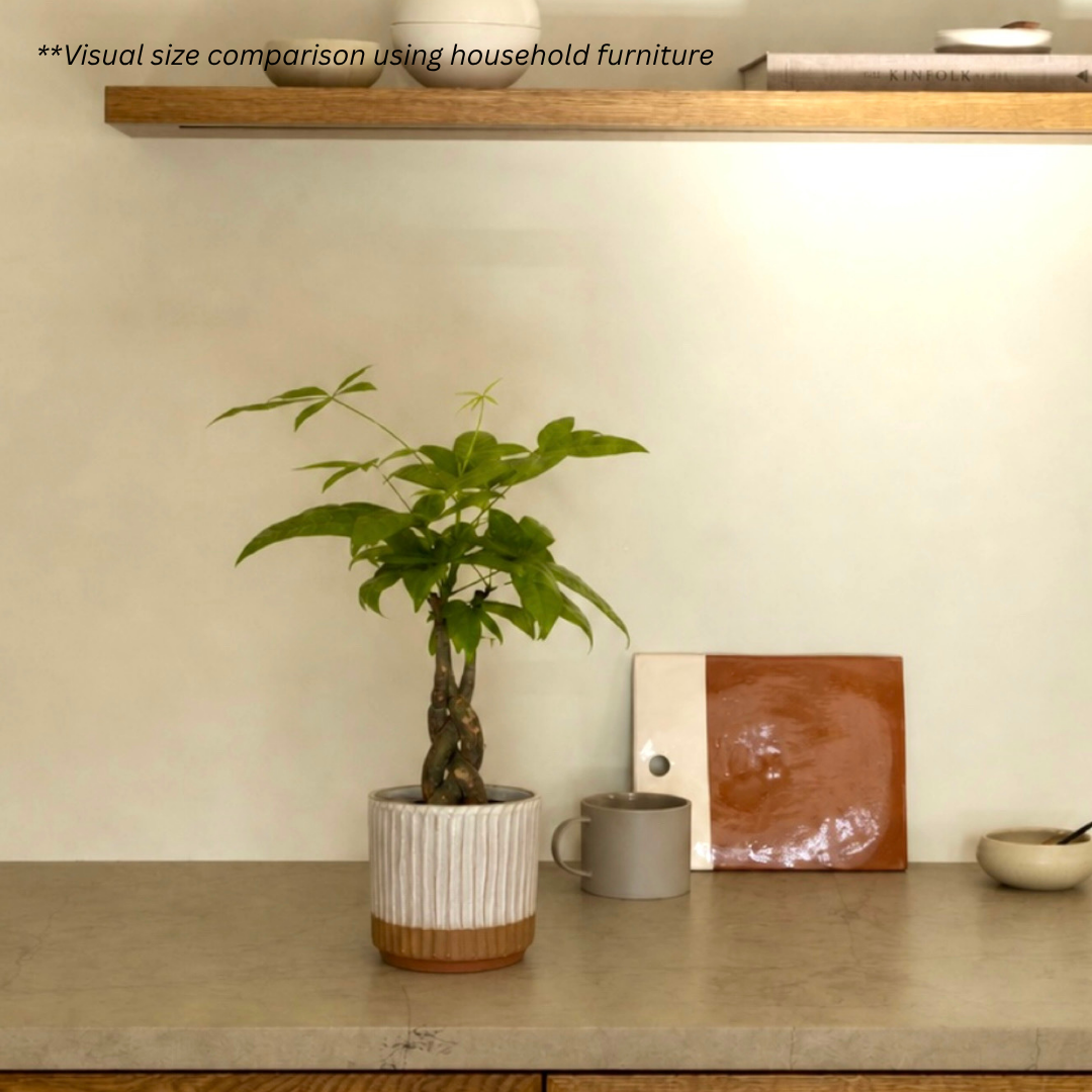 Pachira Aquatica in Hoji Pot