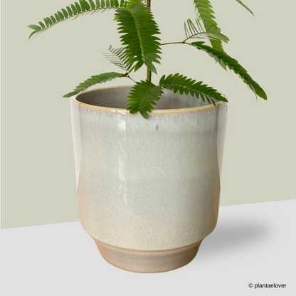 Japanese Everfresh Tree in Minima Pot