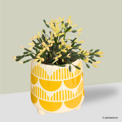 Dancing Bones Cactus in Malmo Pot