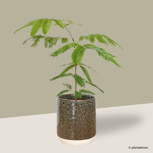 Japanese Everfresh Tree in Rust Pot