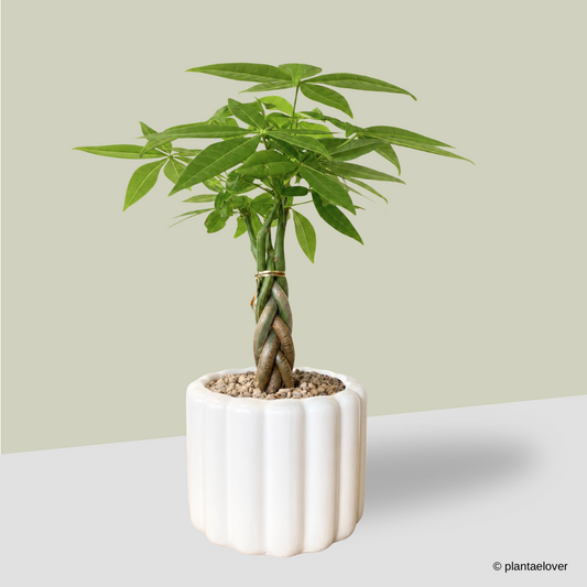 Pachira Aquatica Braided in Eclairs Pot