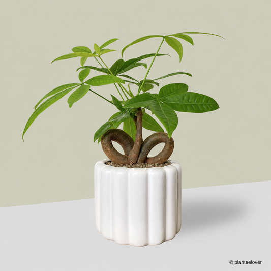 Pachira Aquatica 'QQ' Heart Shape in Eclairs Pot