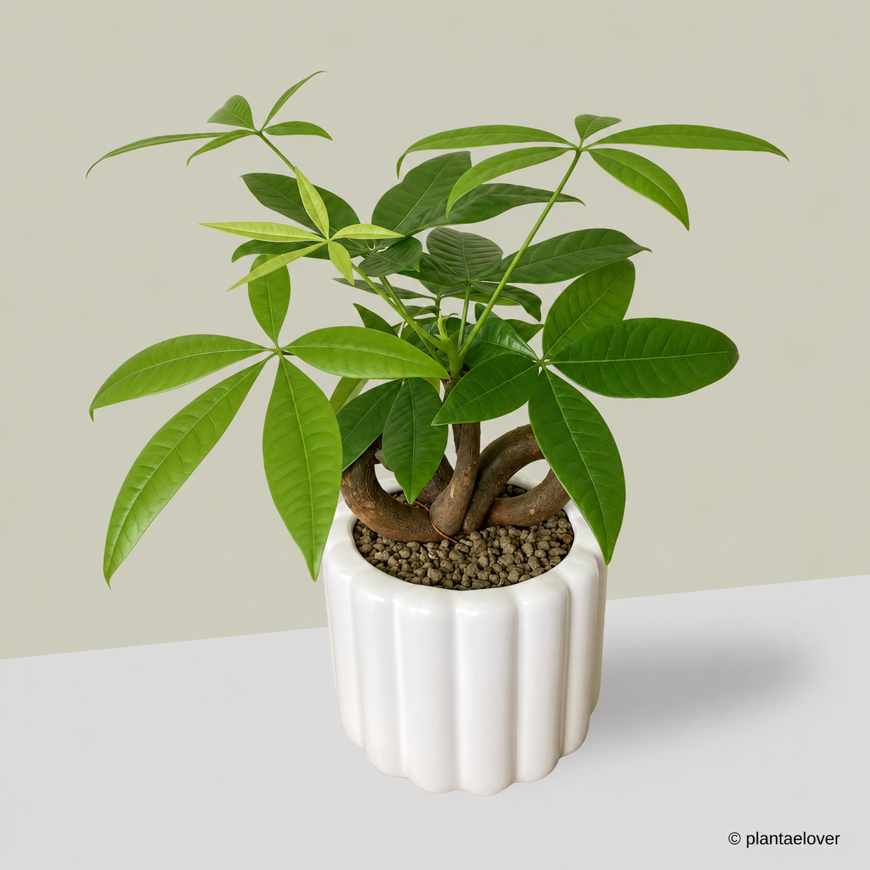 Pachira Aquatica 'QQ' Heart Shape in Eclairs Pot
