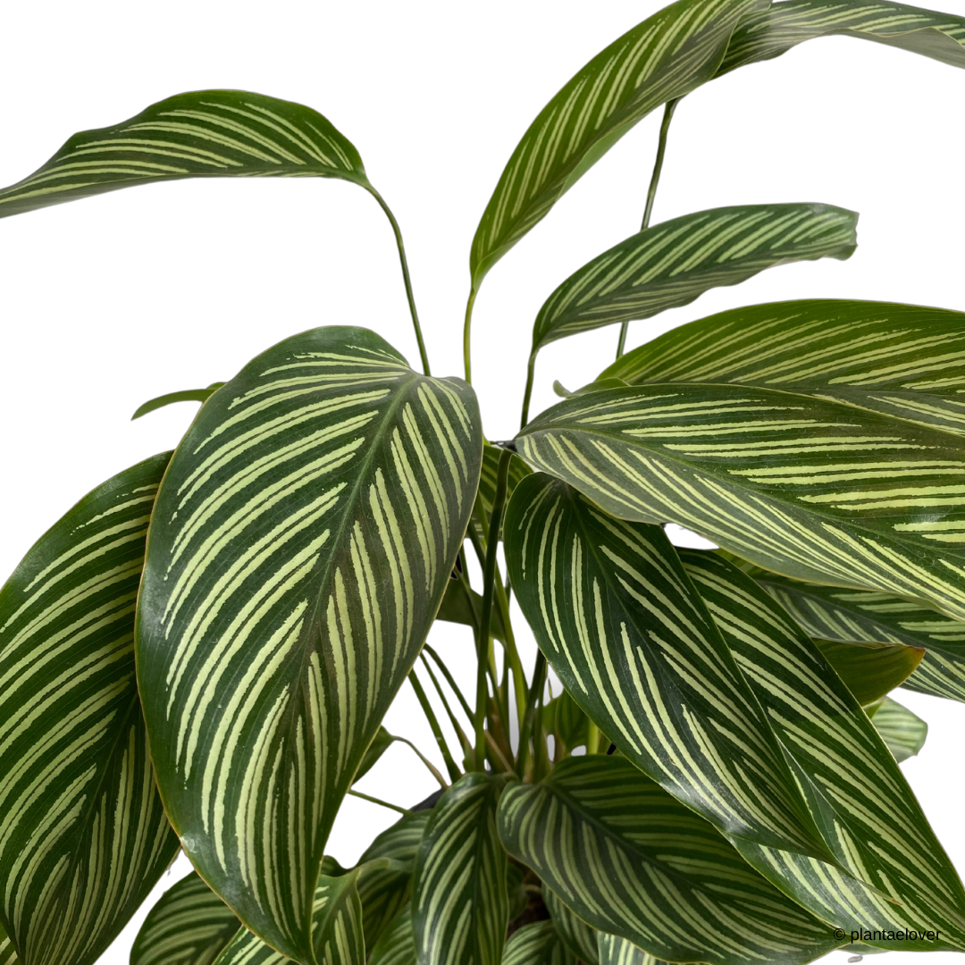 Calathea Vittata