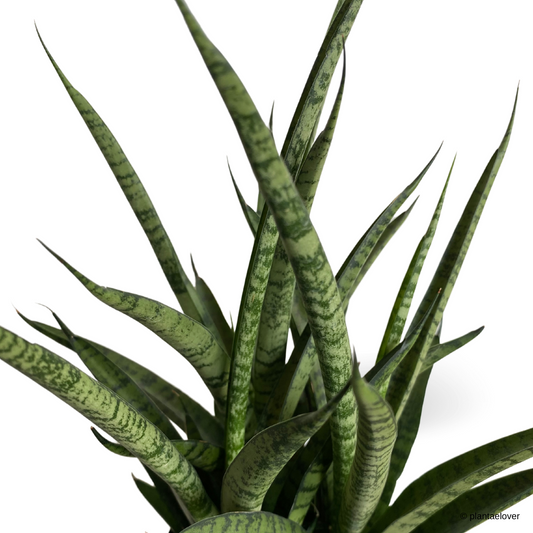 Sansevieria Sansiam Moto