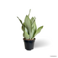 Sansevieria Trifasciata Moonshine