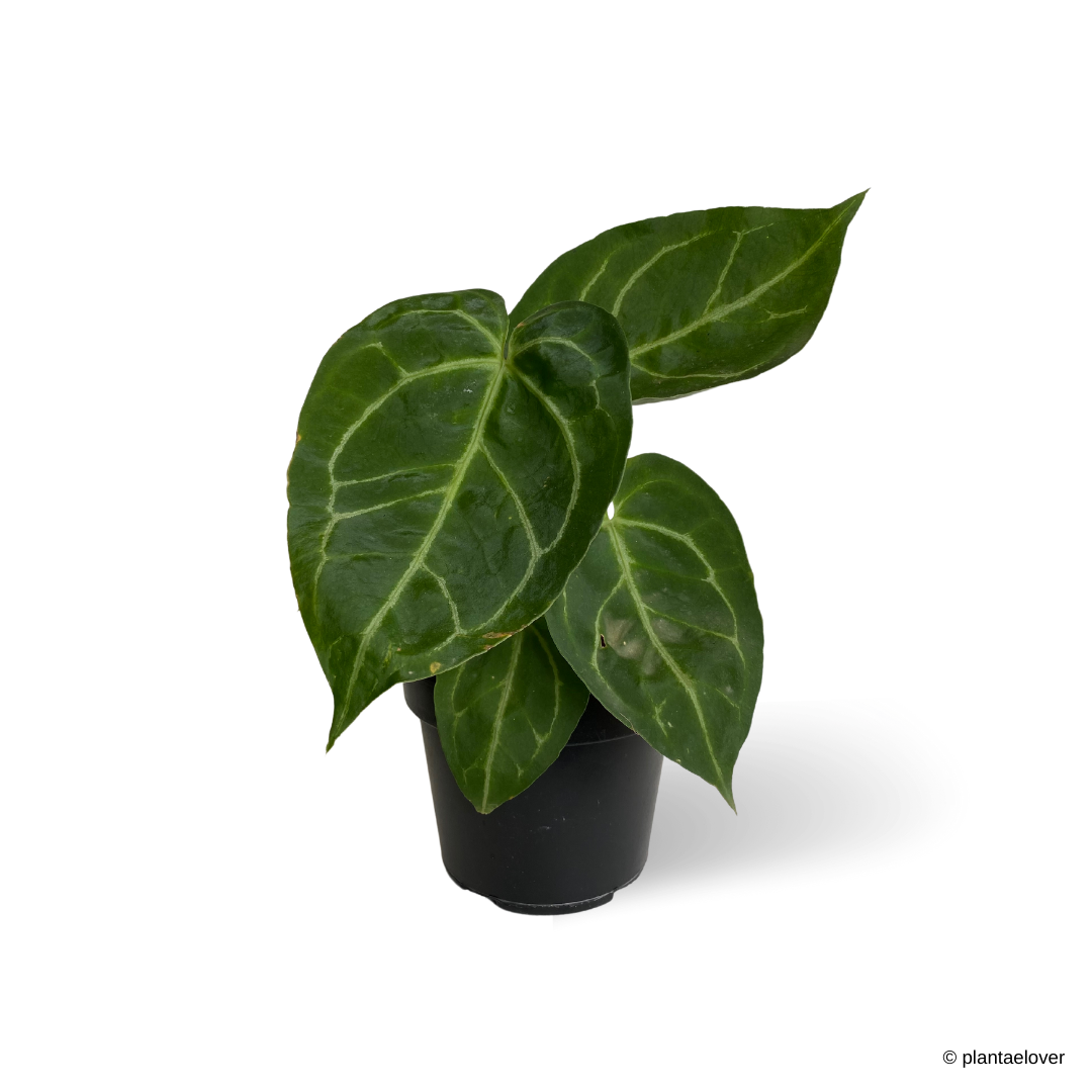 Anthurium Forgetii