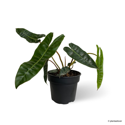 Philodendron Billietiae