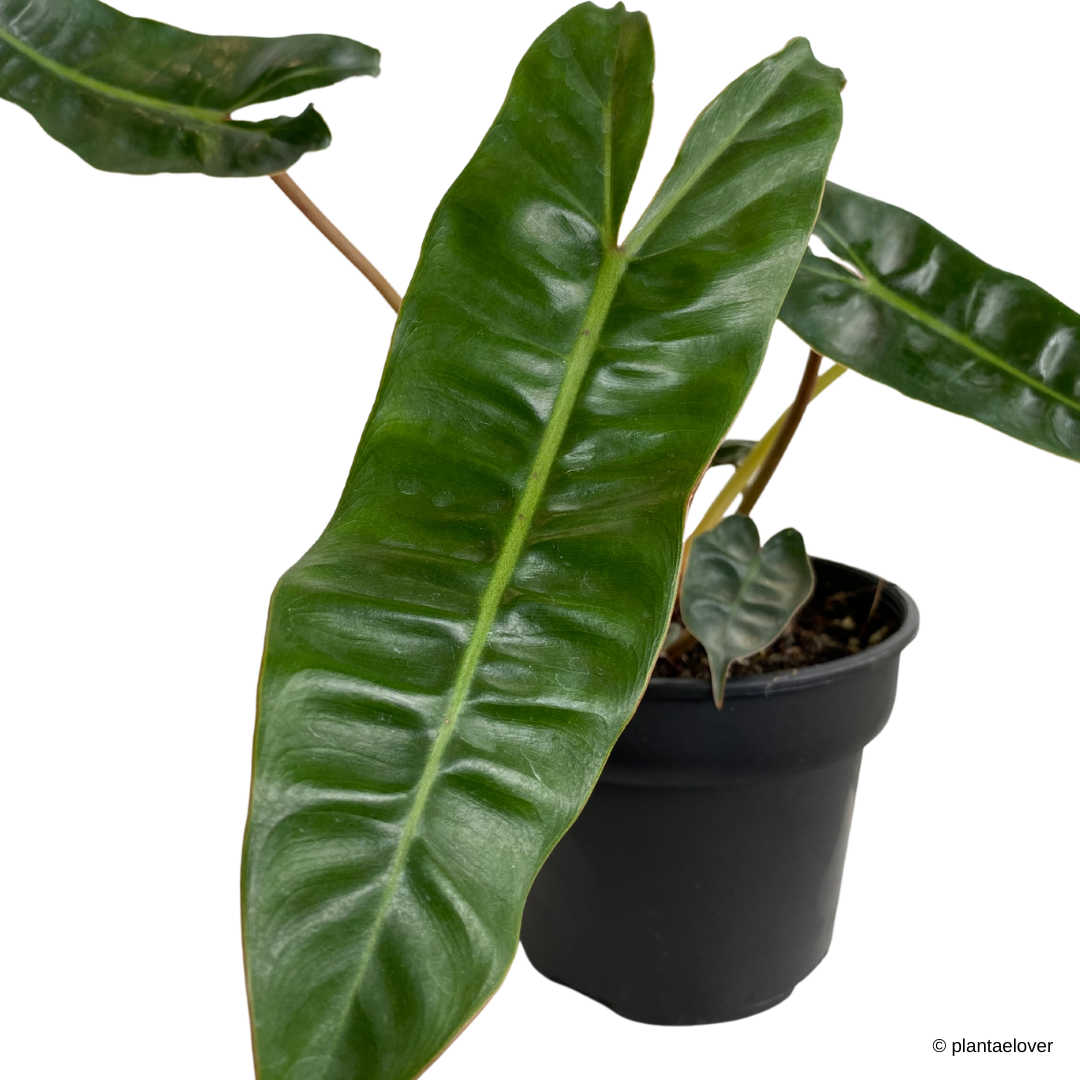 Philodendron Billietiae