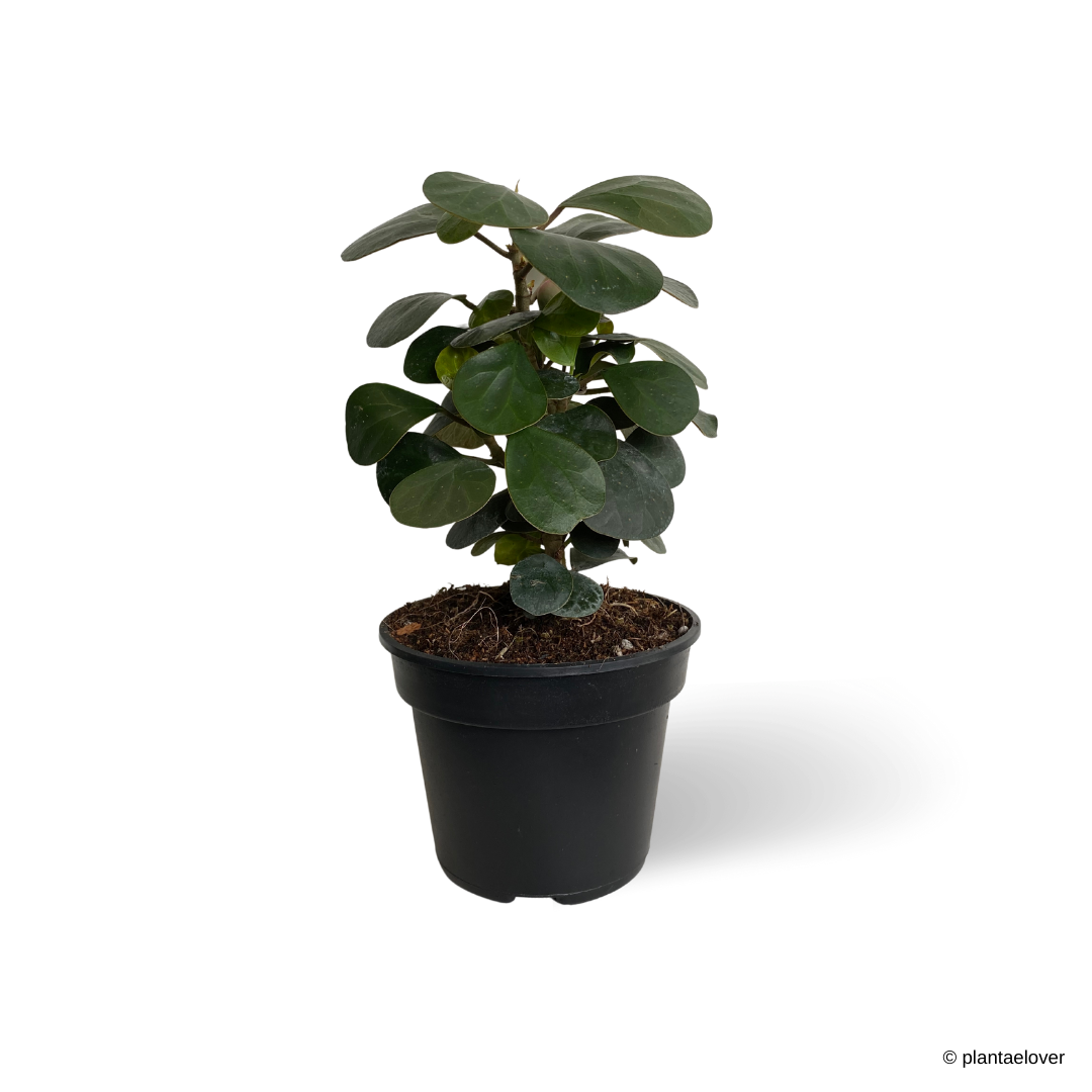 Ficus Deltoidea