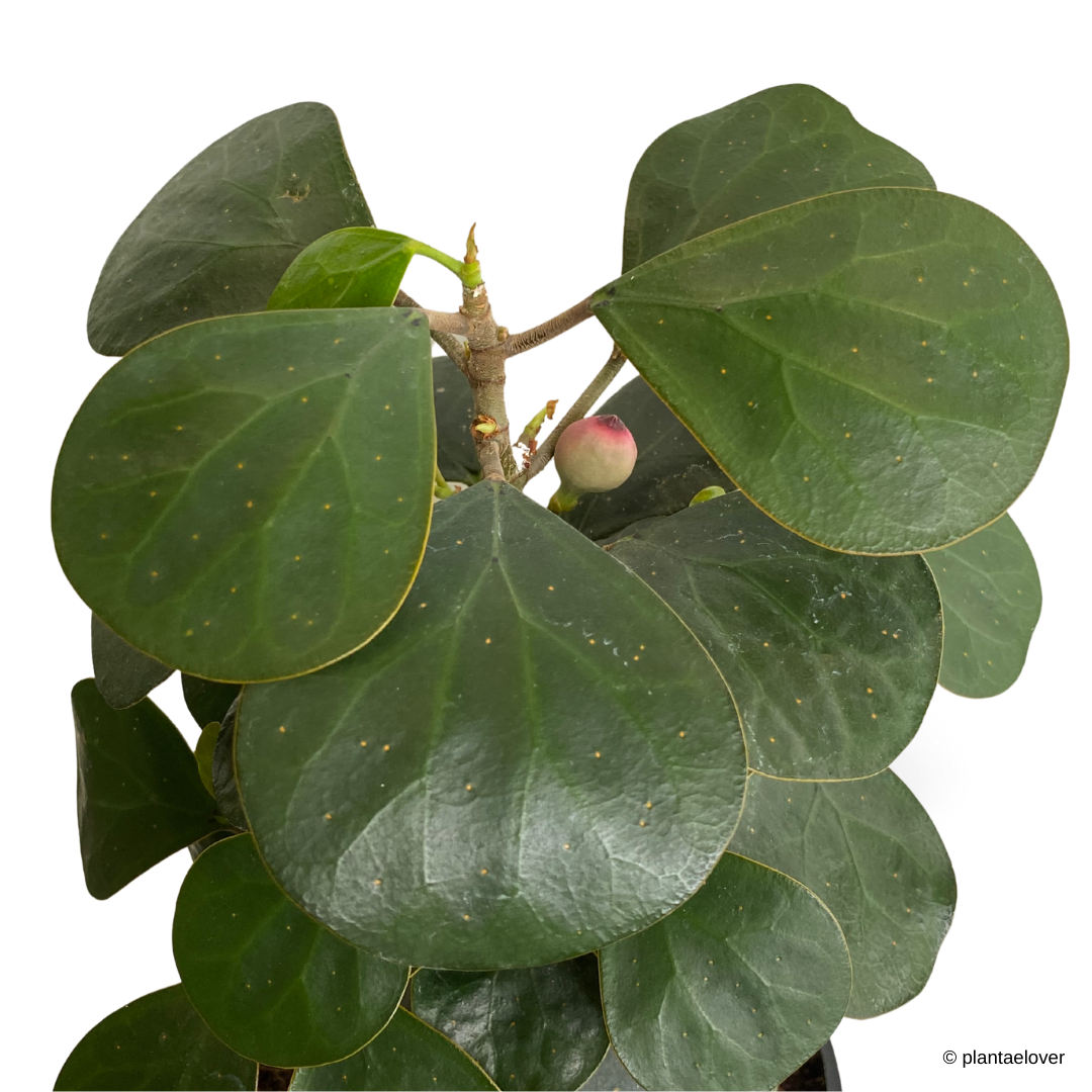 Ficus Deltoidea