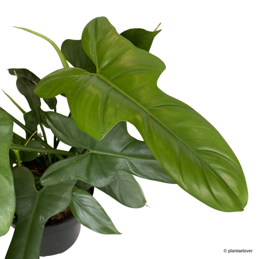 Philodendron Hastatum Silver Sword