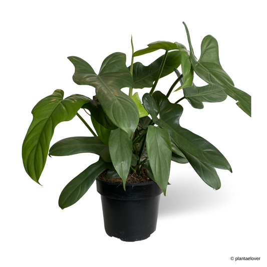 Philodendron Hastatum Silver Sword