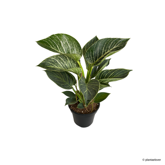 Philodendron Birkin