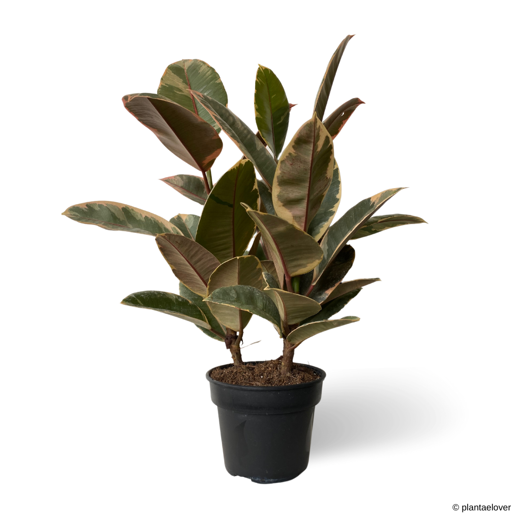 Ficus Elastica Ruby