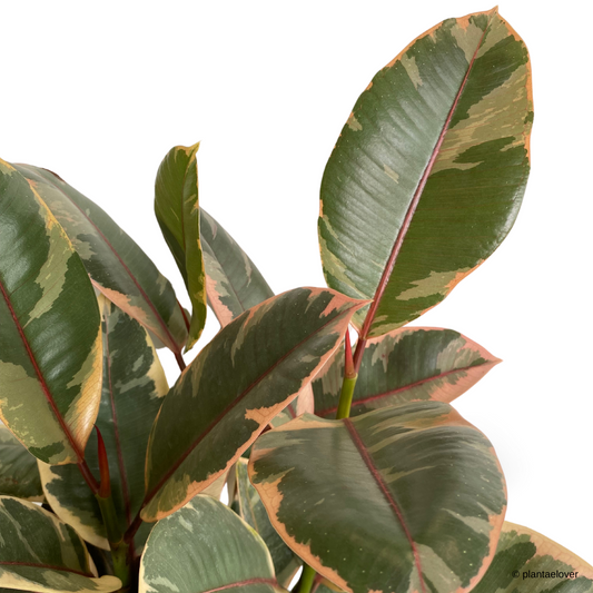 Ficus Elastica Ruby