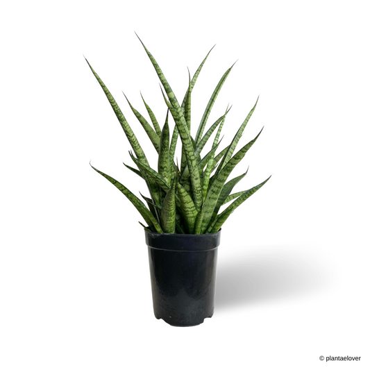 Sansevieria Sansiam Moto