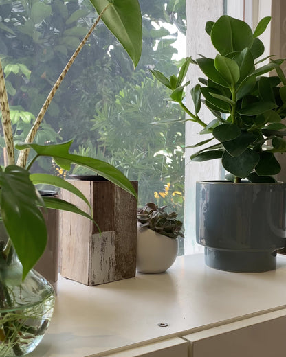 Philodendron Birkin in Dodo Pot