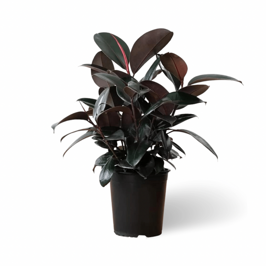 Ficus Elastica Burgundy