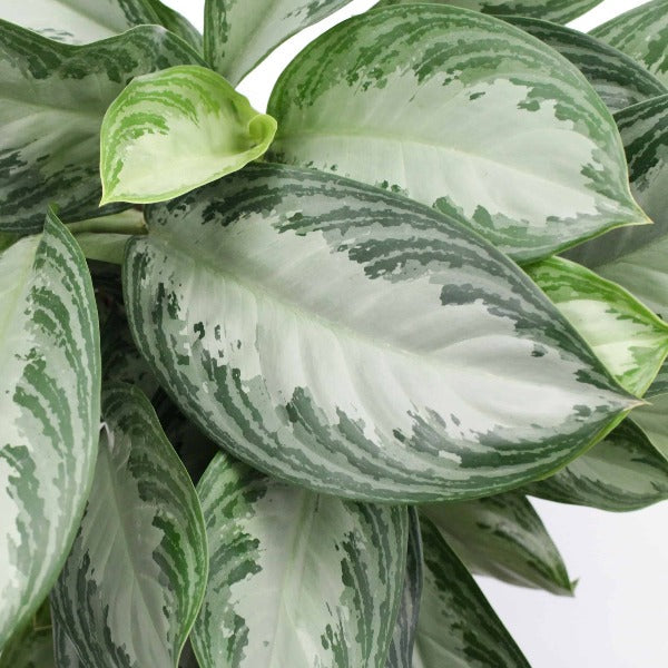 Aglaonema Silverbay