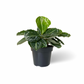 Calathea Jungle Rose