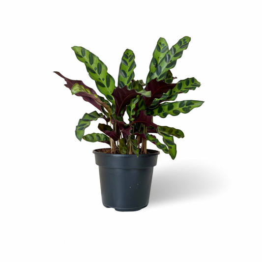 Calathea Rattlesnake