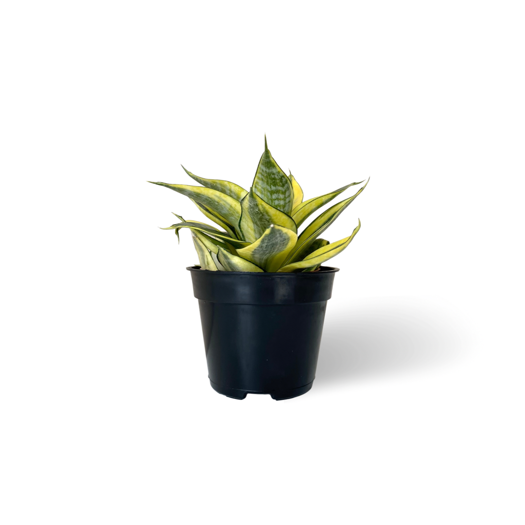 Sansevieria Hahnii Golden