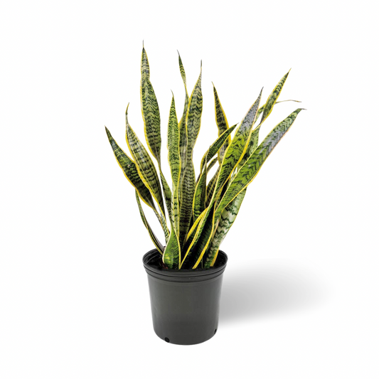 Sansevieria Trifasciata Laurentii