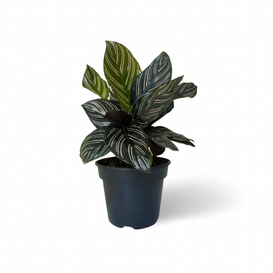 Calathea Sanderiana