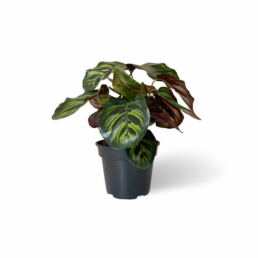 Calathea Makoyana