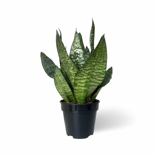 Sansevieria Zeylanica