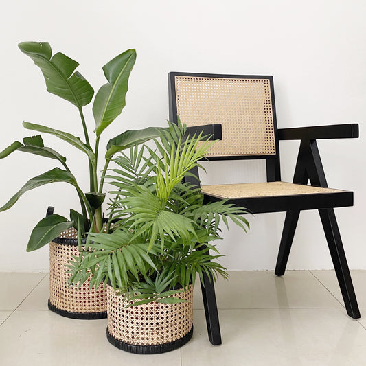 Rattan Basket - Plantae Lover Trading (2915126-W)