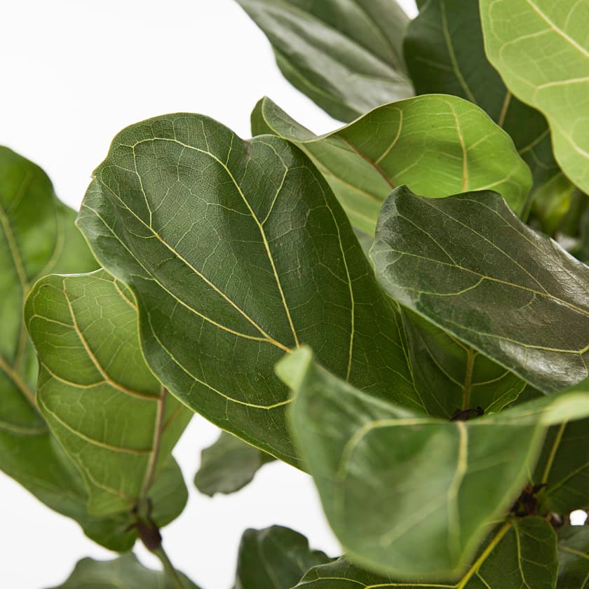 Ficus Lyrata