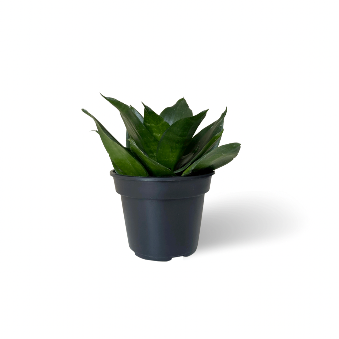 Sansevieria Hahnii Jade