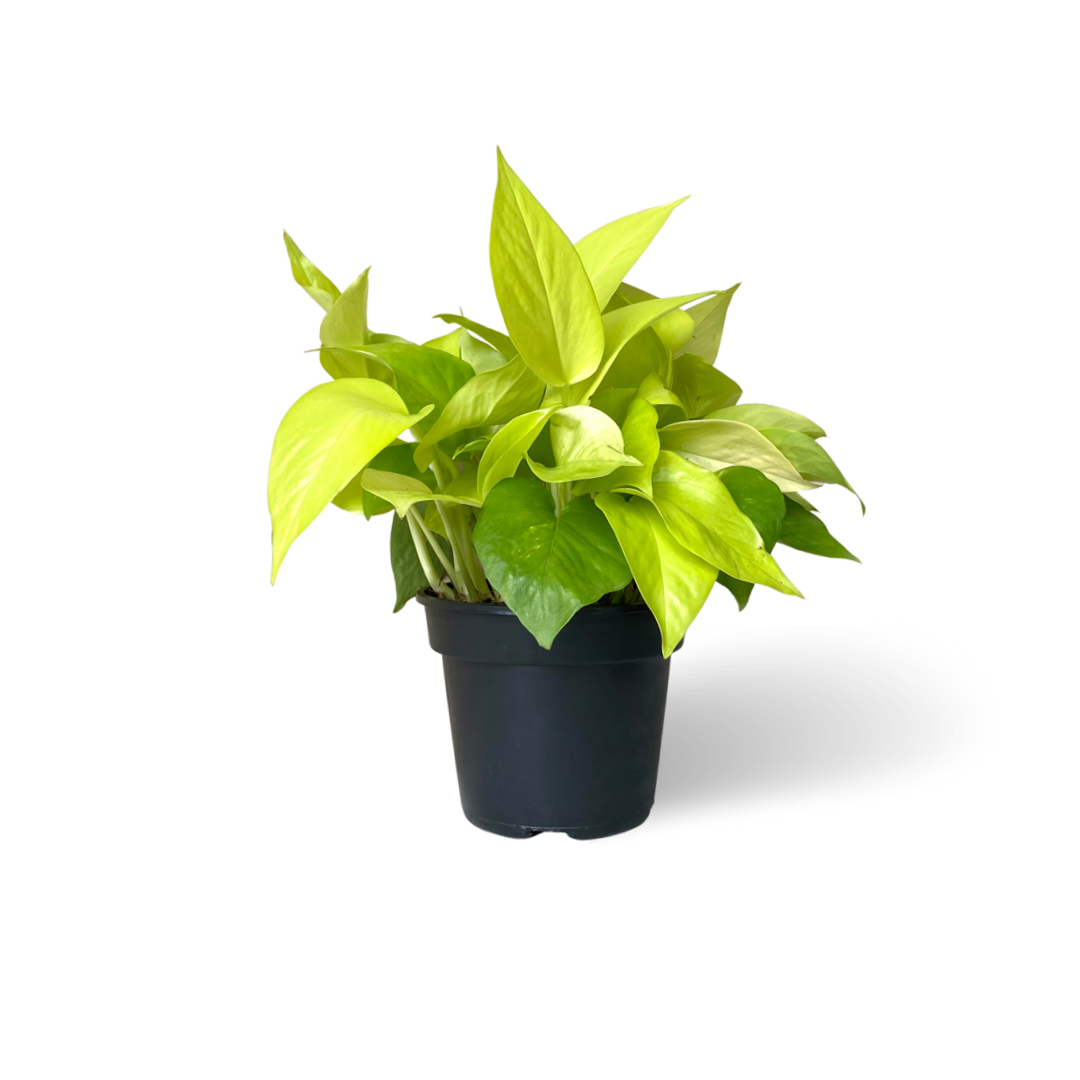 Neon Pothos