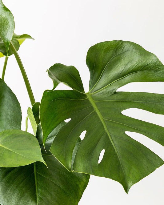 Monstera Deliciosa