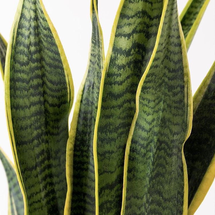 Sansevieria Trifasciata Laurentii