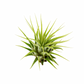 Air Plant